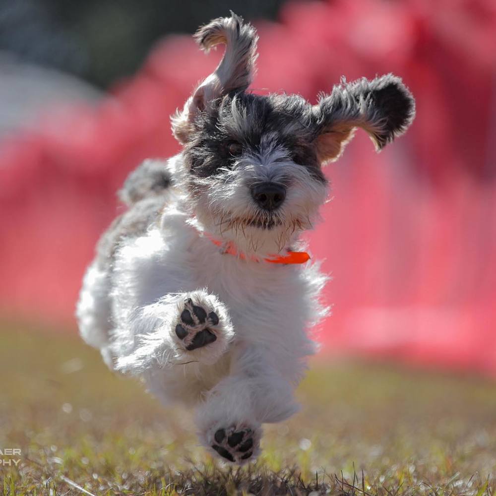 Meet your Posher, Donna